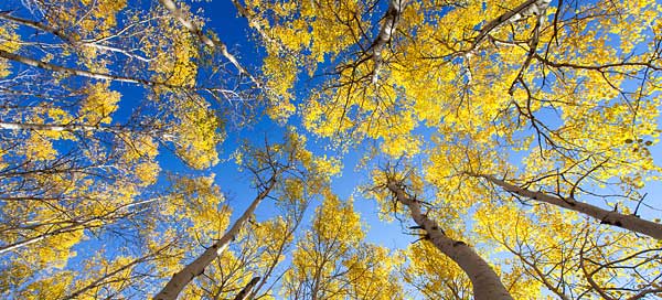 This 40x60-inch image, printed on lightweight aluminum, was easily the most popular print in the show. One man even drove by, saw the large print from the road and just had to stop and see the picture up close. (Aspens near the Great Meadow, 2012)