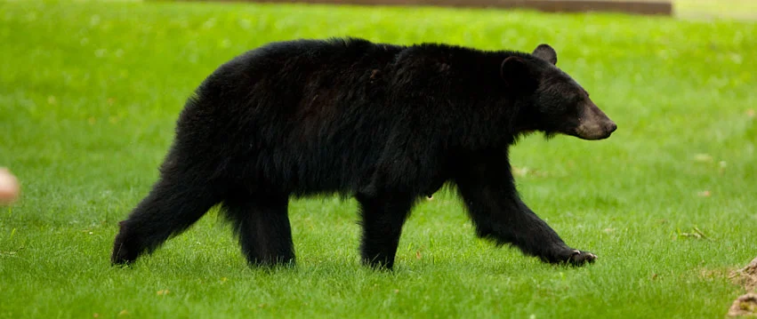Acadia News