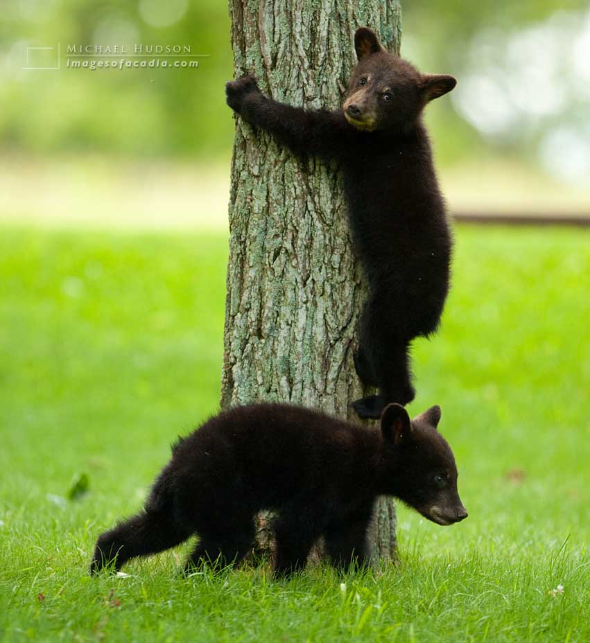 Black bear cub climbing down a tree after eating in the treetops