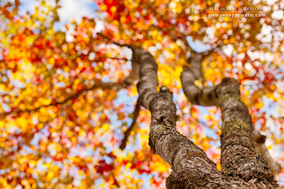 Maple Tree at Jordan Pond