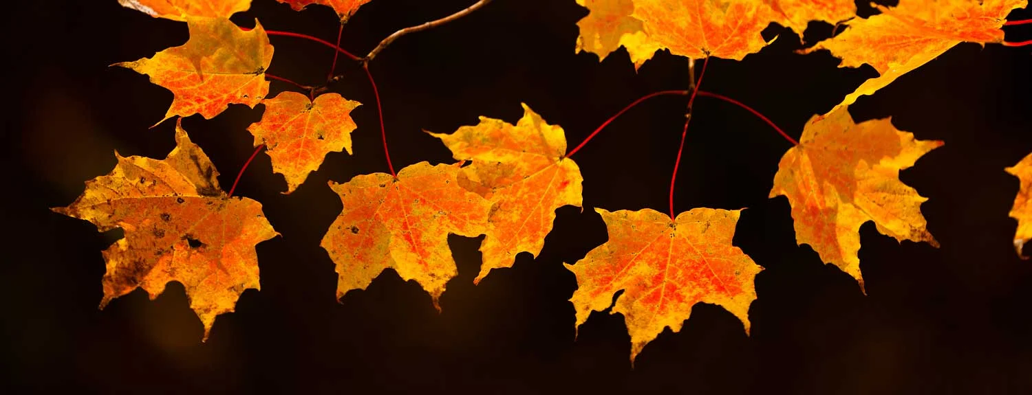 Timing the Foliage