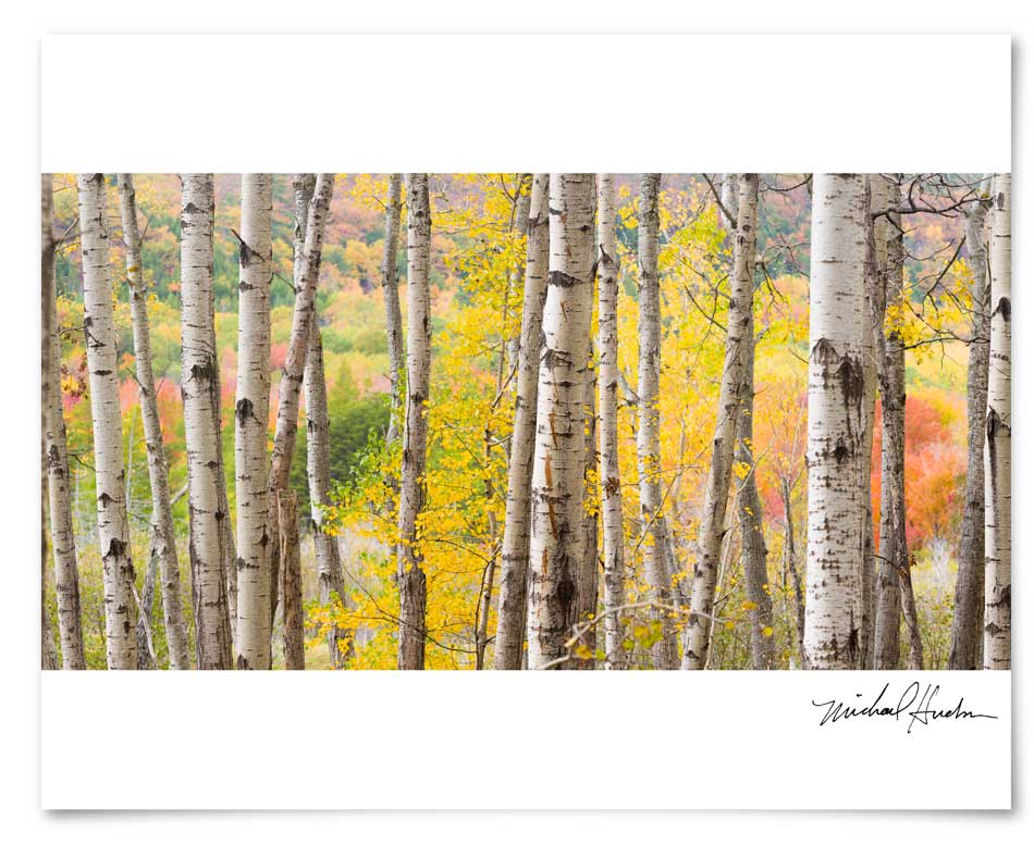 Autumn Woods near the Great Meadow