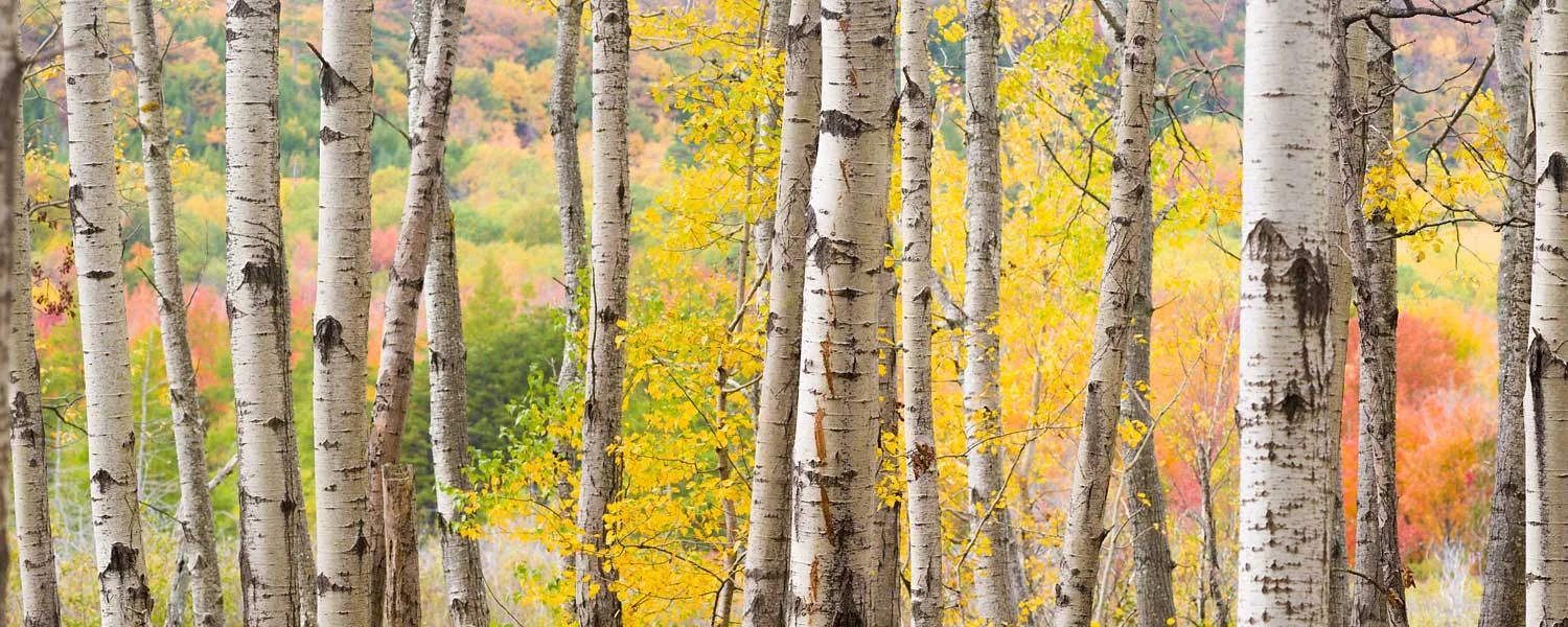 New Panoramic Print... "Autumn Woods near the Great Meadow"