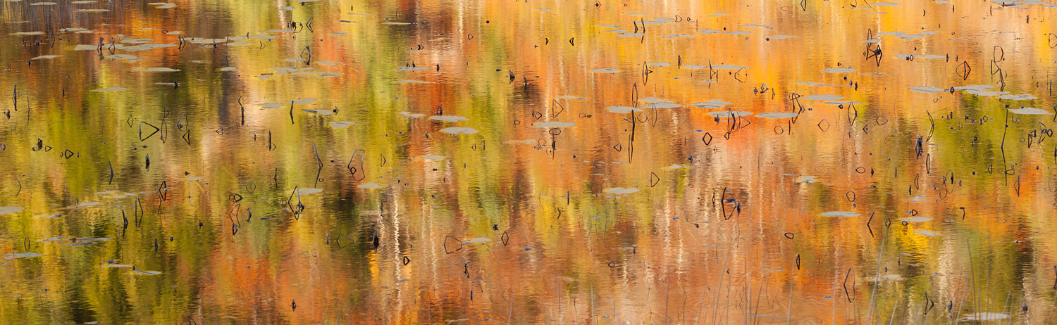 Photo of the Week/ January 23- 29