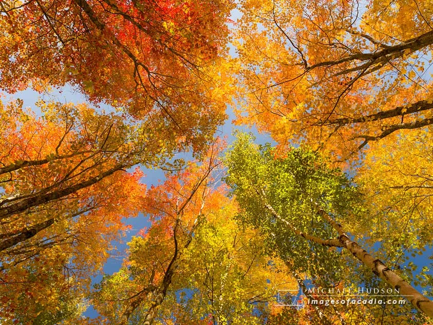 Colorful autumn trees along the Jesup Path, Acadia National Park