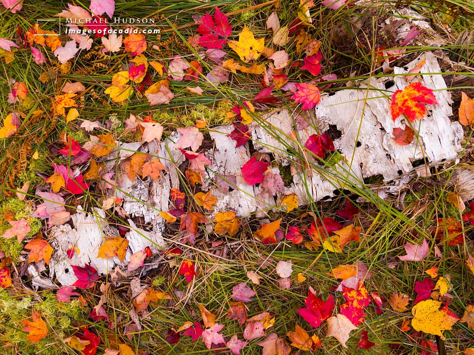 Fallen leaves along the Jesup Path, Sieur de Monts, Acadia Natio