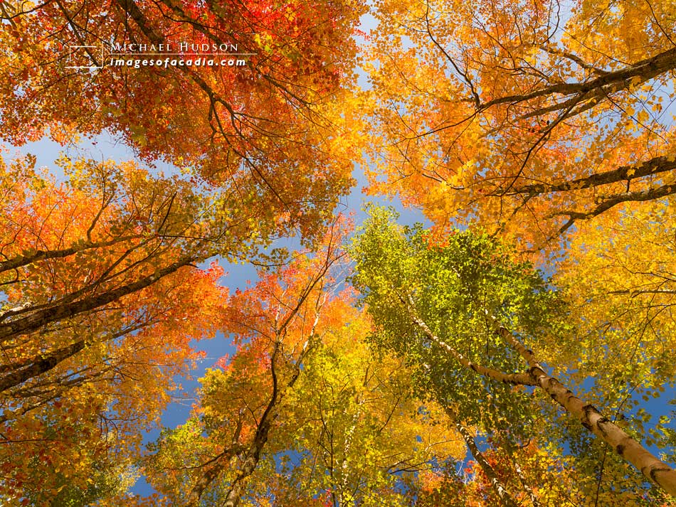 Colorful autumn trees along the Jesup Path, Acadia National Park