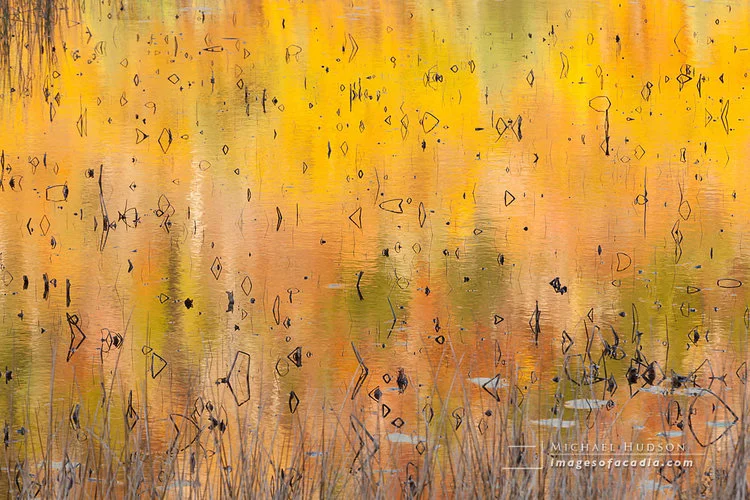 Autumn Abstract, The Tarn, 2013