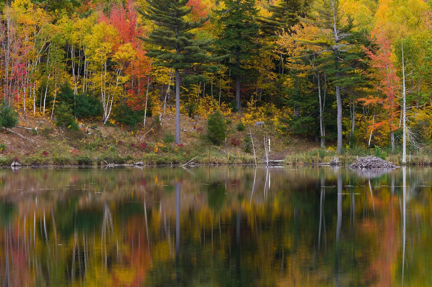 Images of Acadia at Artemis Gallery, Maine