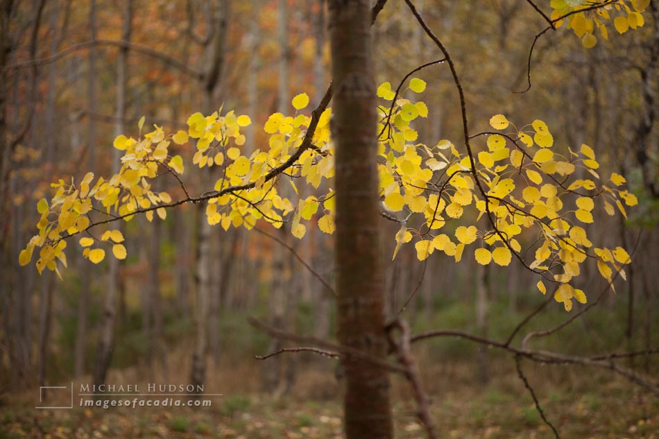 the original raw color image straight out of the camera