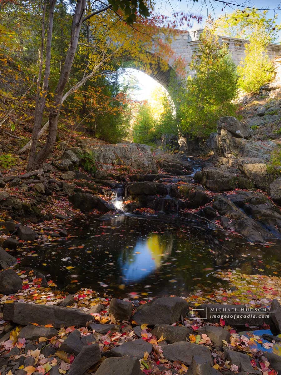 Autumn foliage, Duck Brook, Acadia National Park, Maine, USA