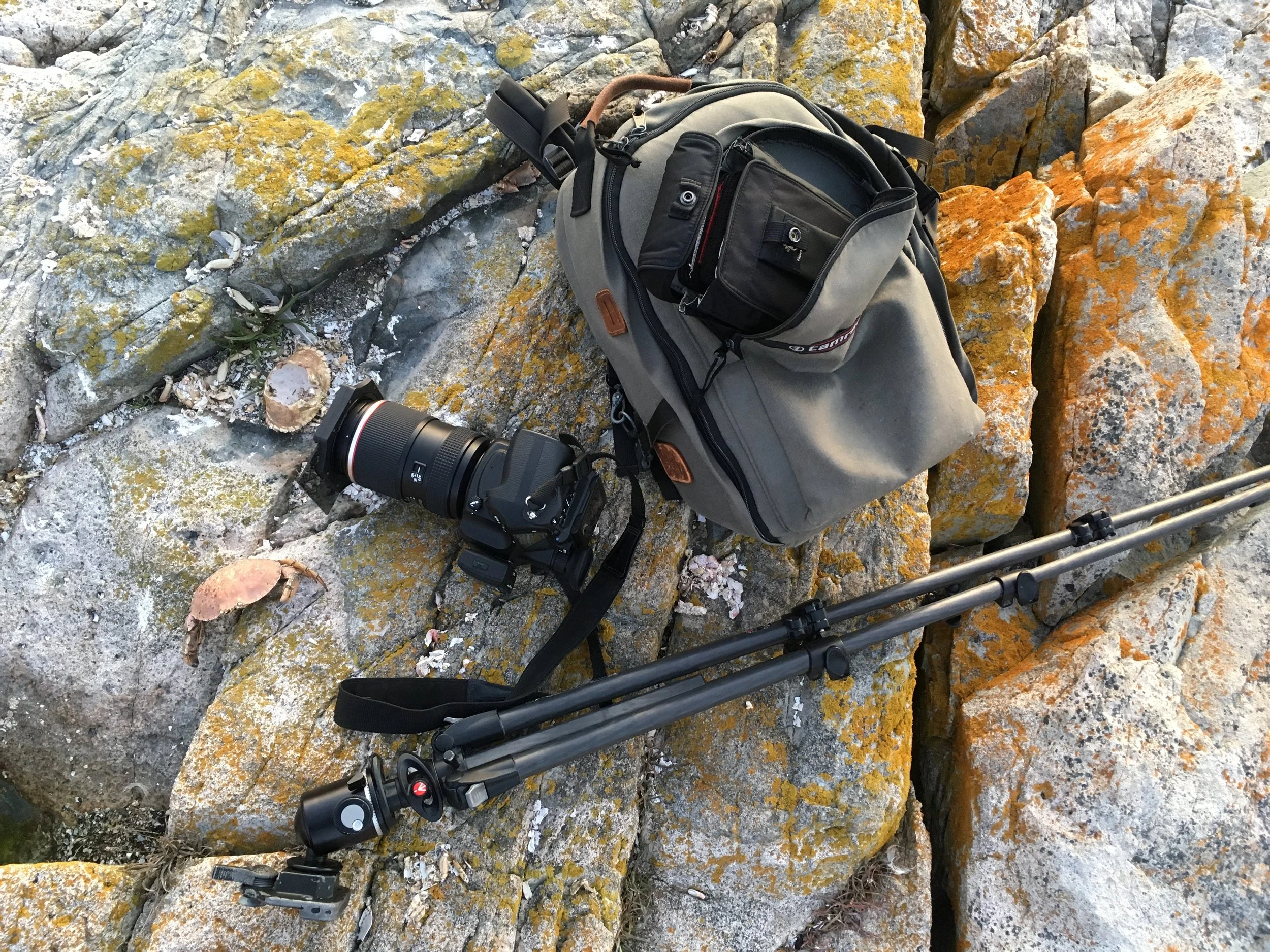 Camera gear and equipment for wildlife photography in Acadia