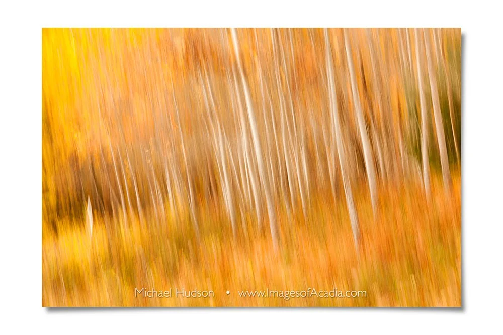 Birch trees near Otter Cliff Road, Acadia National Park, Maine, 