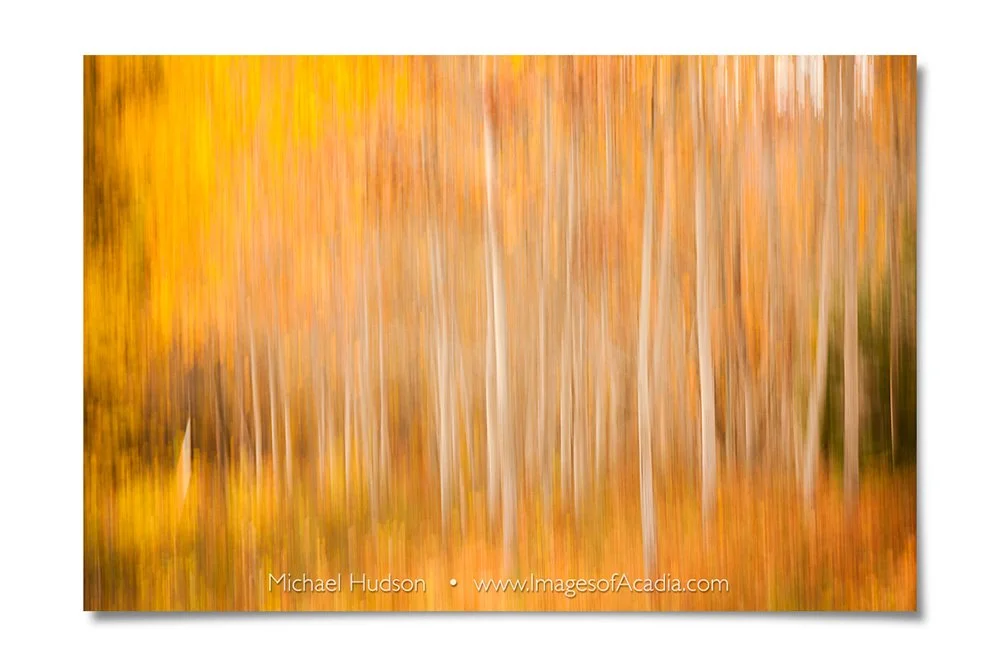 Birch trees near Otter Cliff Road, Acadia National Park, Maine, 
