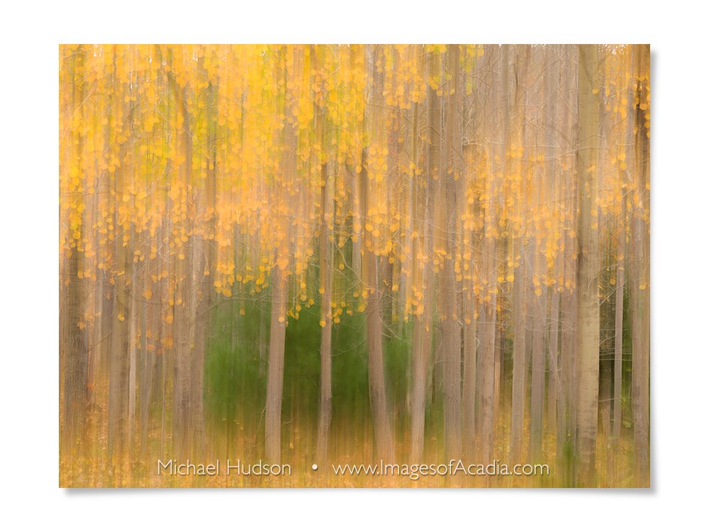 Abstract Aspen Trunks, Acadia National Park, Maine, USA