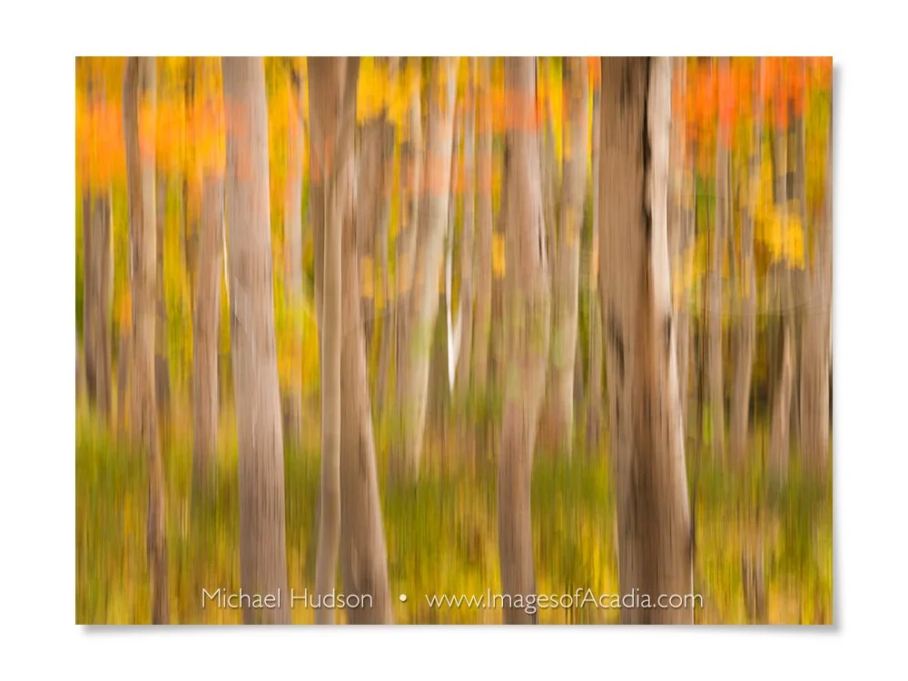 Woods near the Great Meadow, Acadia National Park, Maine, USA