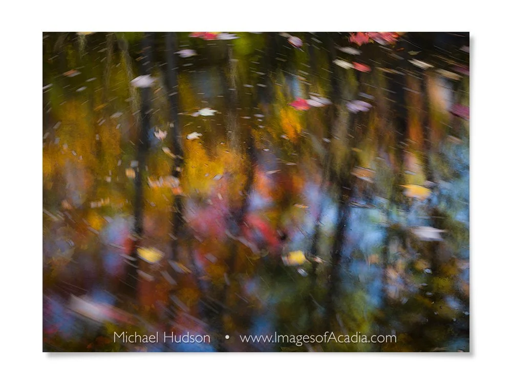 Autumn foliage, Duck Brook, Acadia National Park, Maine, USA