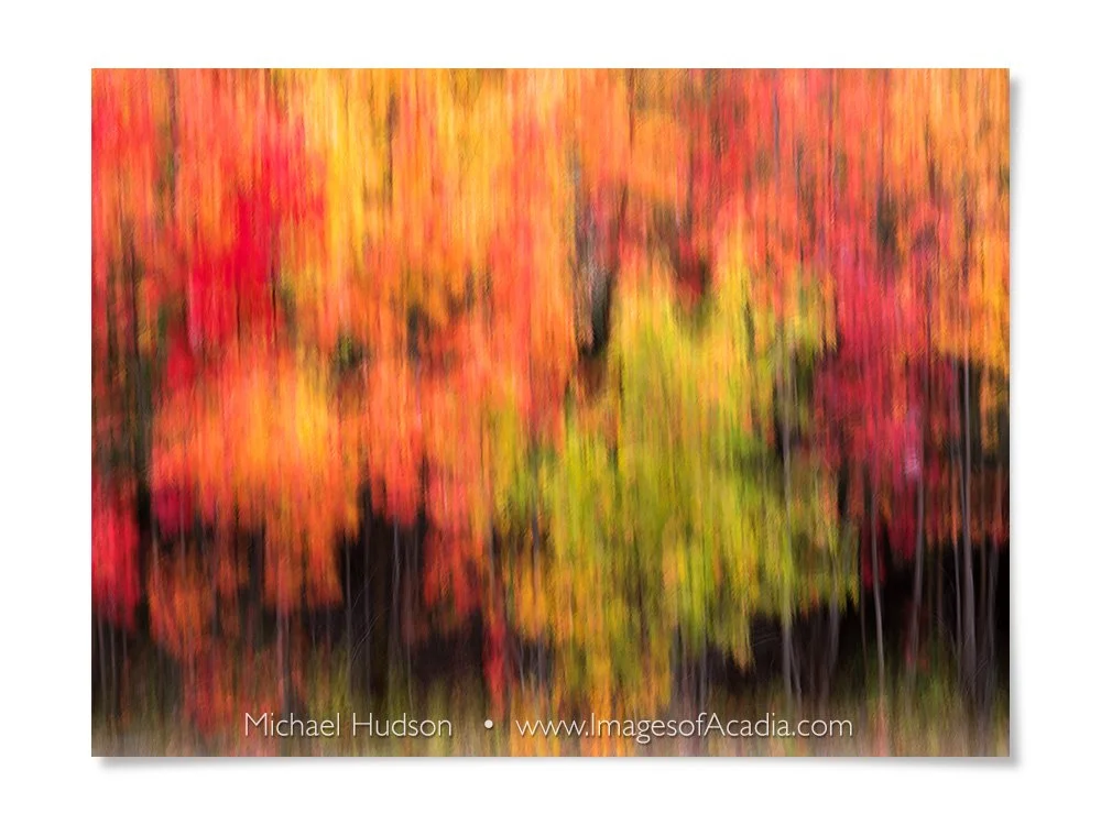 Colorful foliage, Acadia National Park, Maine, USA