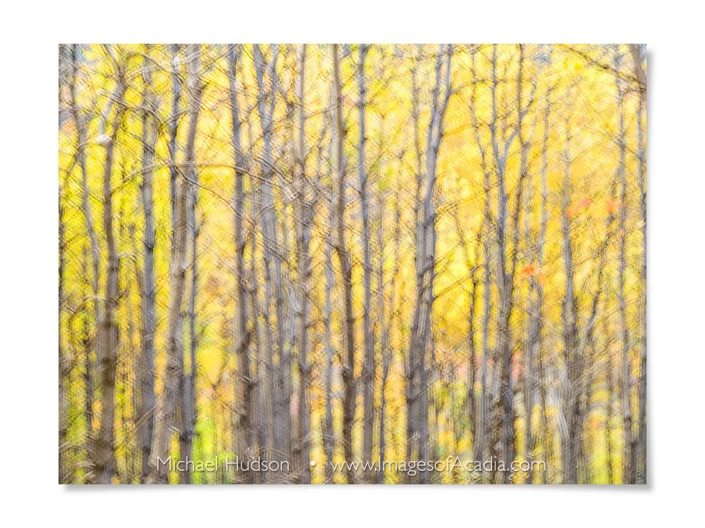 Autumn foliage near the Great Meadow, Acadia National Park, Main