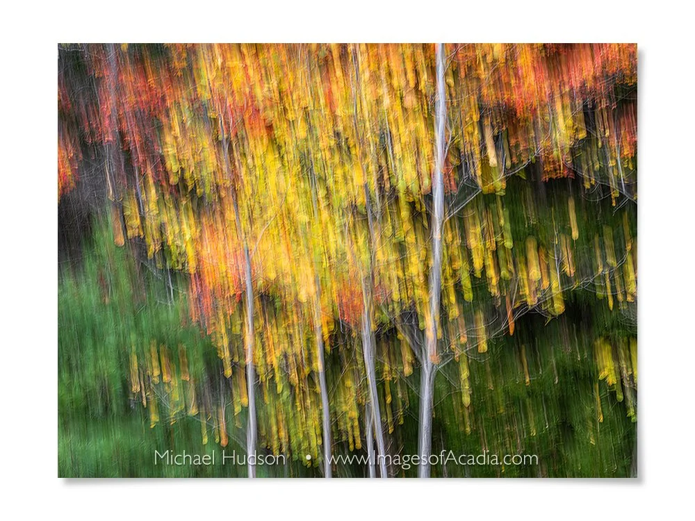 Trees along Route 3, Acadia National Park, Maine, USA
