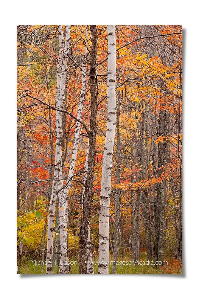 Paper Birch and Maple Trees, Sieur De Monts, Acadia National Par