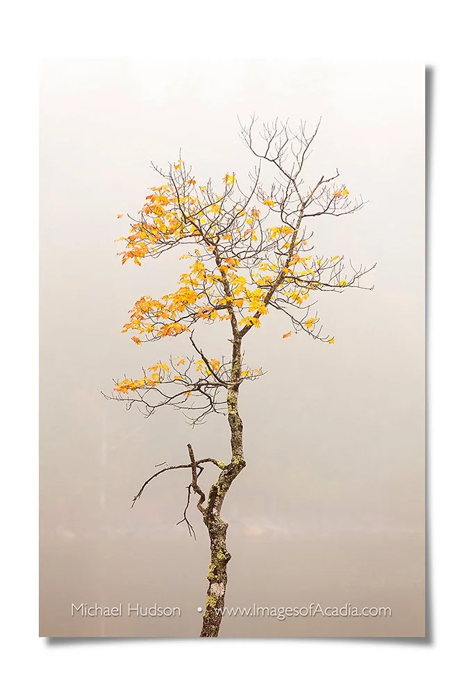 Solitary tree beside Jordan Pond, Acadia National Park, Maine, U