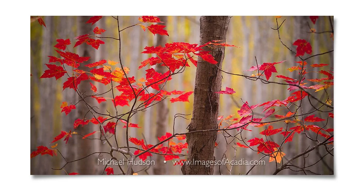 Autumn Woods near the Great Meadow, Acadia National Park, Maine,