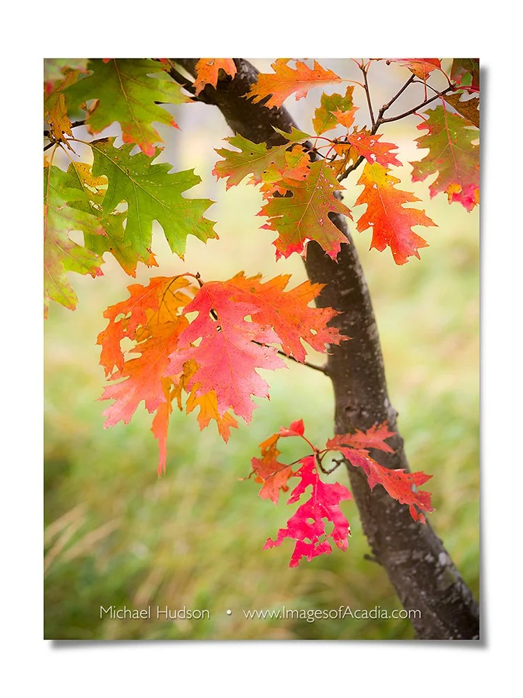 Acadia National Park, Maine, USA