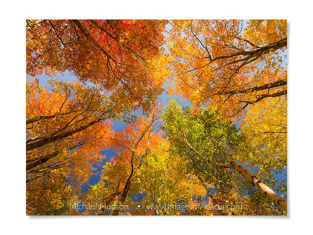 Colorful autumn trees along the Jesup Path, Acadia National Park