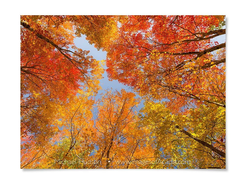 Colorful autumn trees along the Jesup Path, Acadia National Park