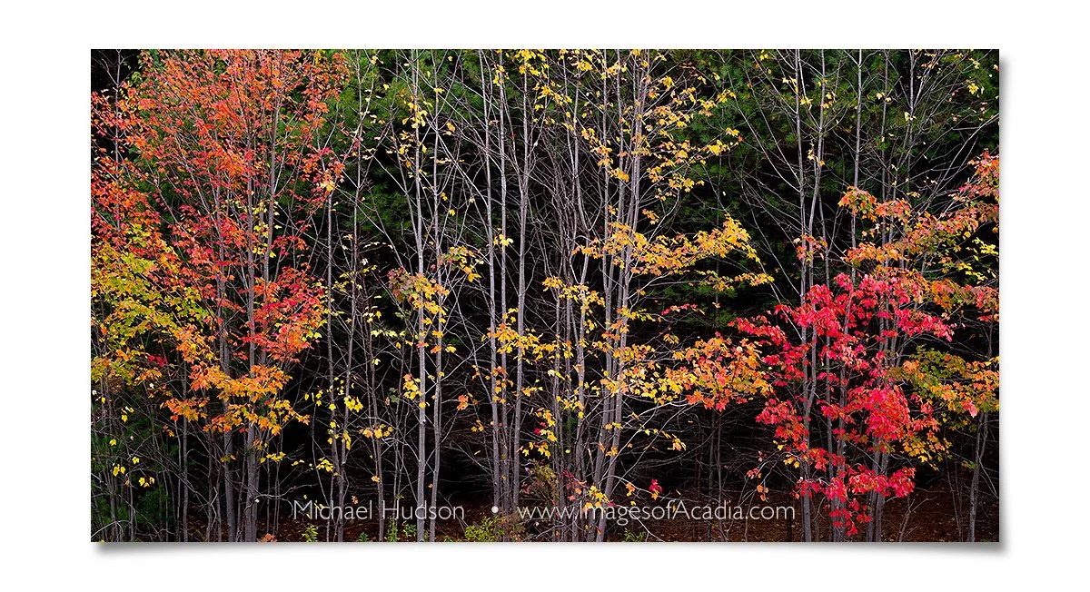 Aurumn Foliage, Acadia National Park, Maine, USA