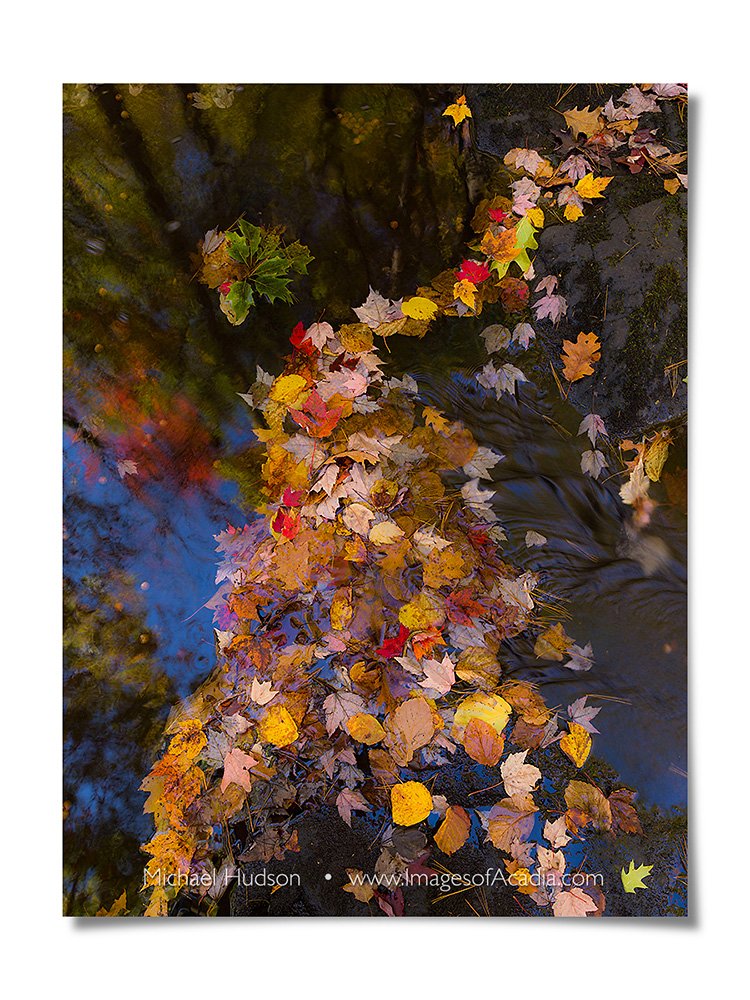 Autumn foliage, Duck Brook, Acadia National Park, Maine, USA