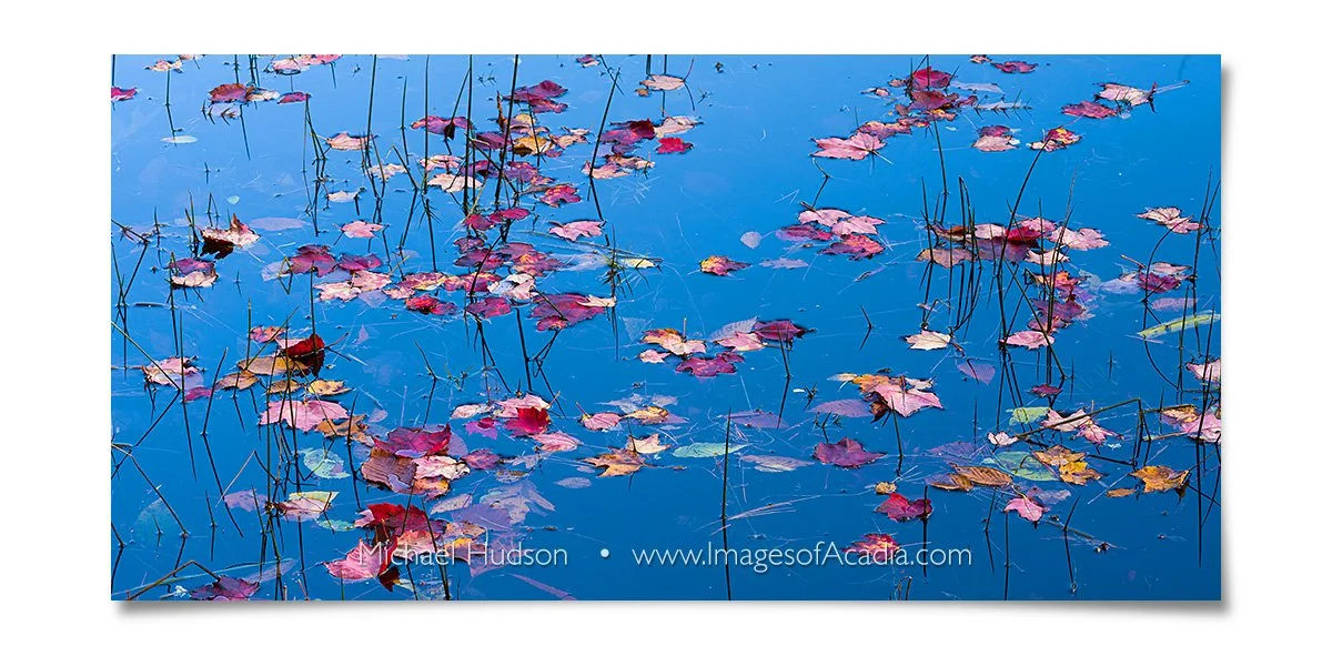 Fallen leaves, Acadia National Park, Maine, USA