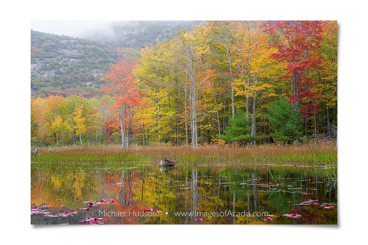 Autumn foliage near the Canon Brook Trail/ Kane Path, Acadia Nat