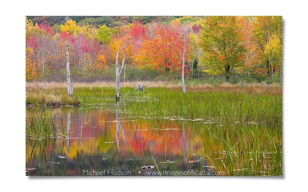Autumn foliage near the Canon Brook Trail/ Kane Path, Acadia Nat