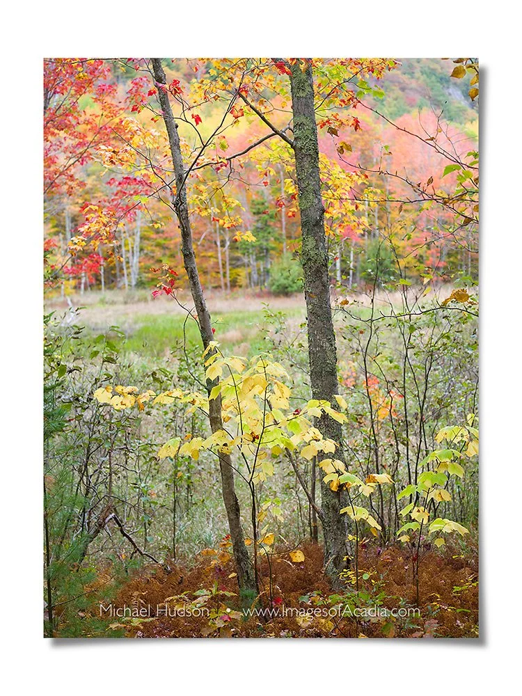 Autumn foliage near the Canon Brook Trail/ Kane Path, Acadia Nat