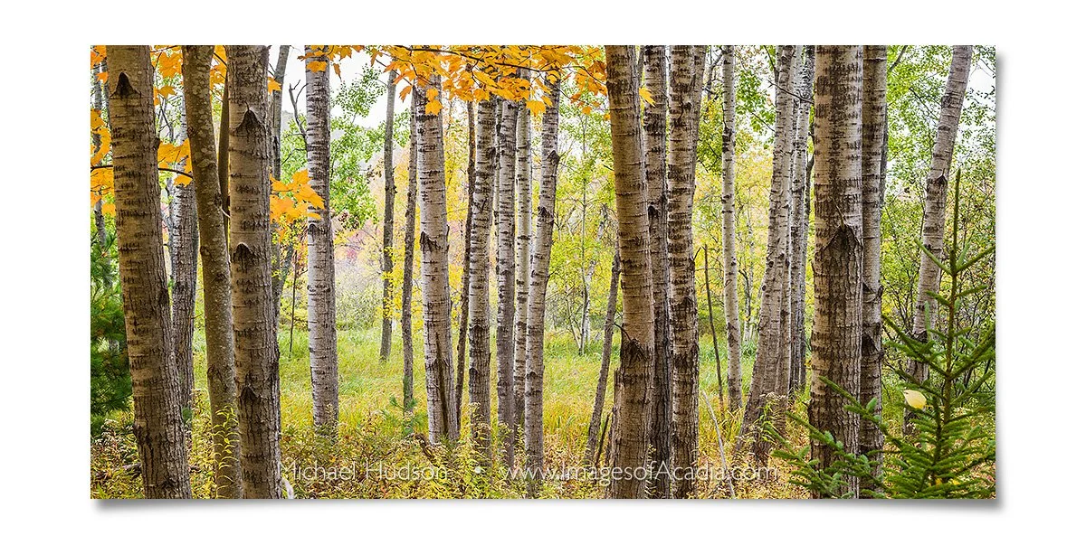 Woods near the Great Meadow, Acadia National Park, Maine, USA