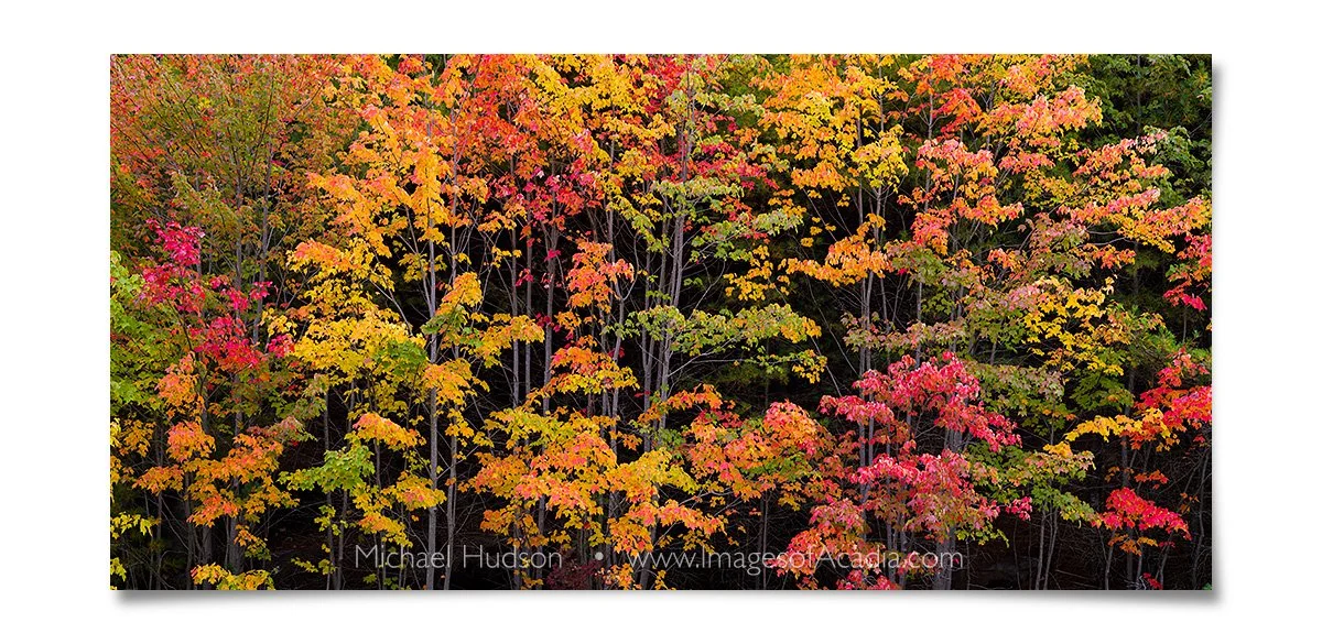 Peak foliage at Acadia National Park, Maine, USA