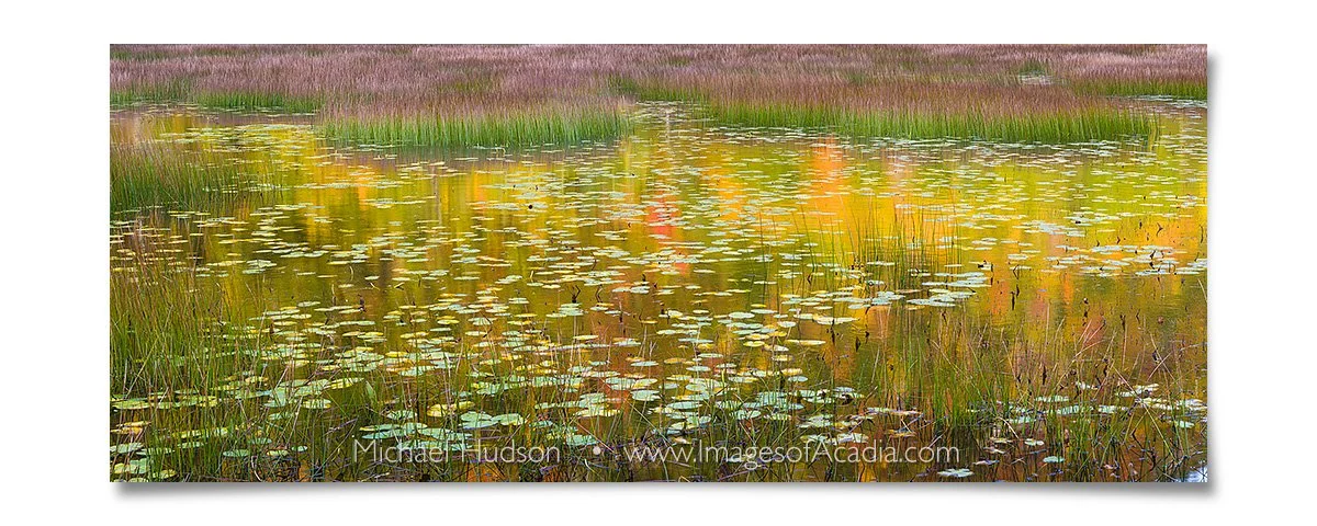 Reeds and lily pads, the Tarn, Acadia National Park, Maine, USA