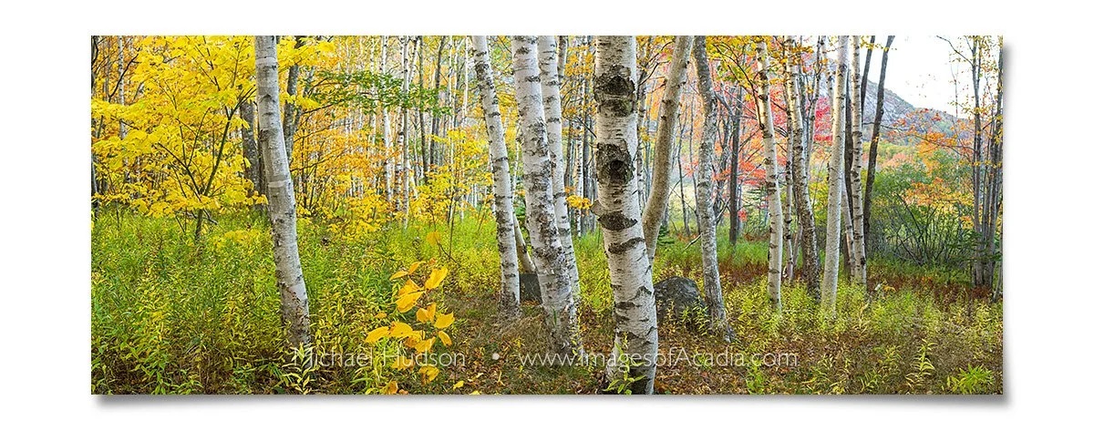 Birch woods, Acadia National Park, Maine, USA
