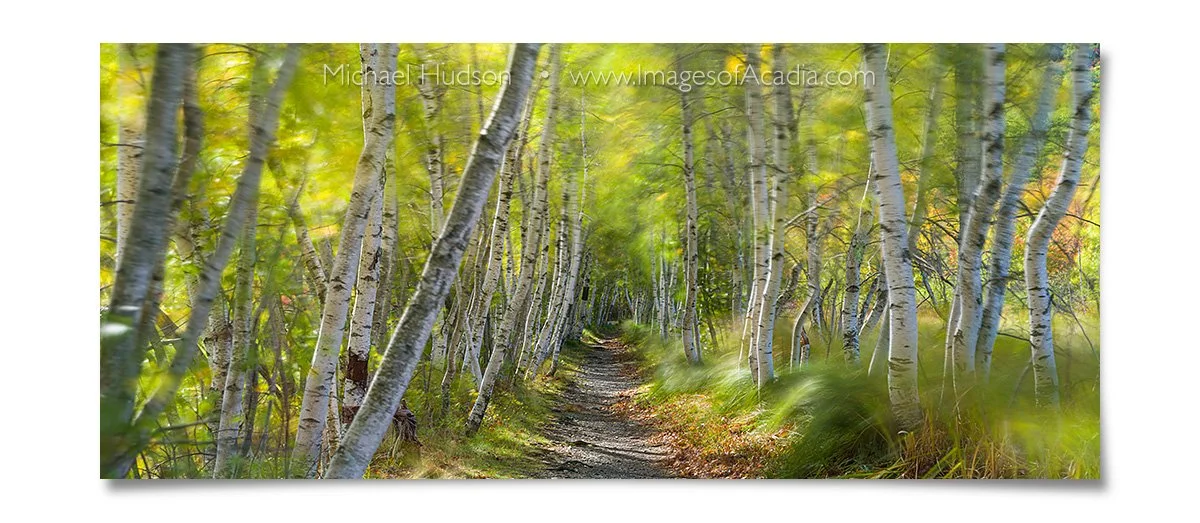 The Hemlock Road, Acadia National Park, Maine, USA