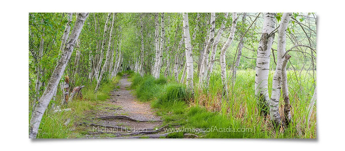 The Hemlock Road, Acadia National Park, Maine, USA