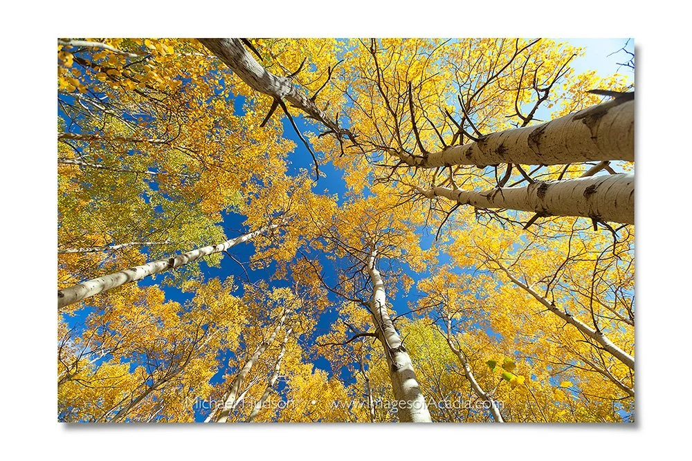 Looking up at aspen trees in autumn, Acadia National Park, Maine