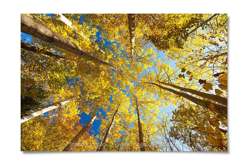 Aspens on the Canon Brook Trail, Acadia National Park, Maine, US