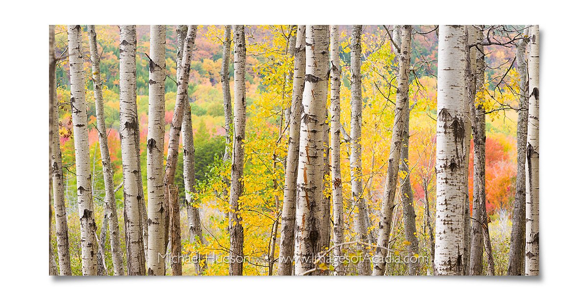 Autumn Woods near the Great Meadow, Acadia National Park, Maine,