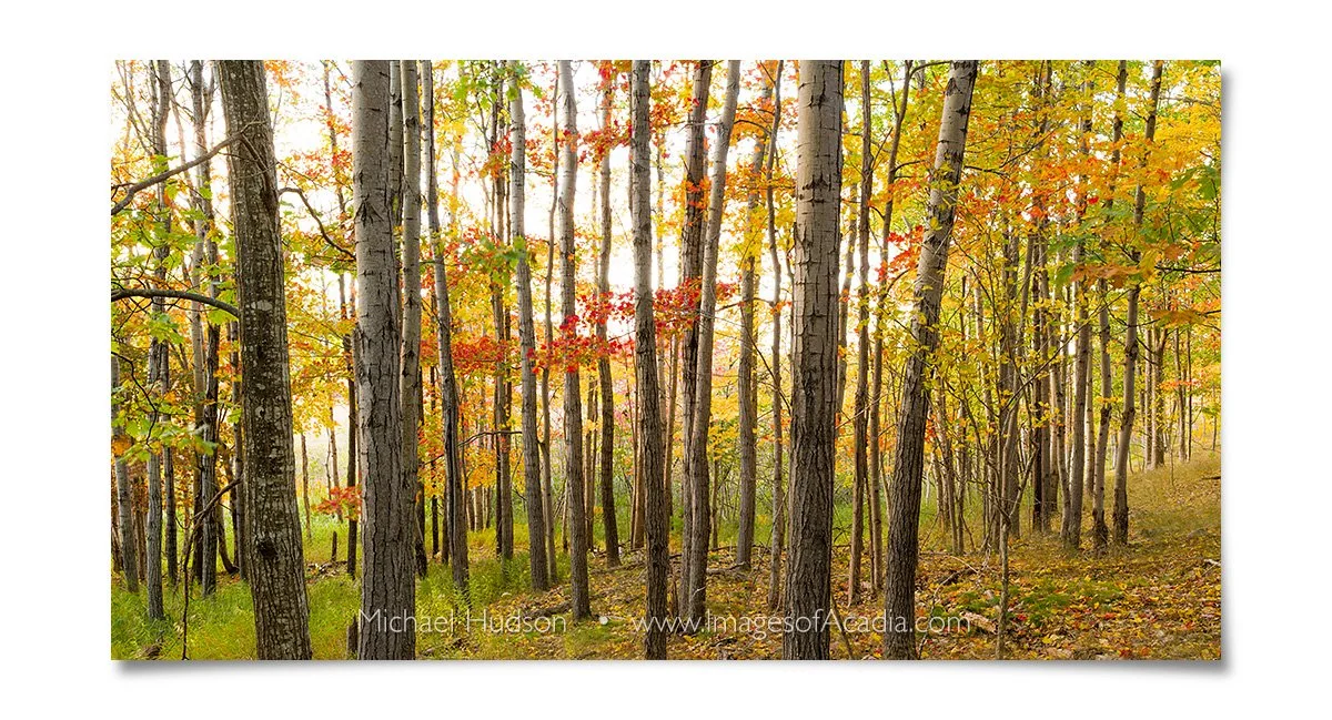 Trees in the woods beside the Great Meadow, Acadia National Park