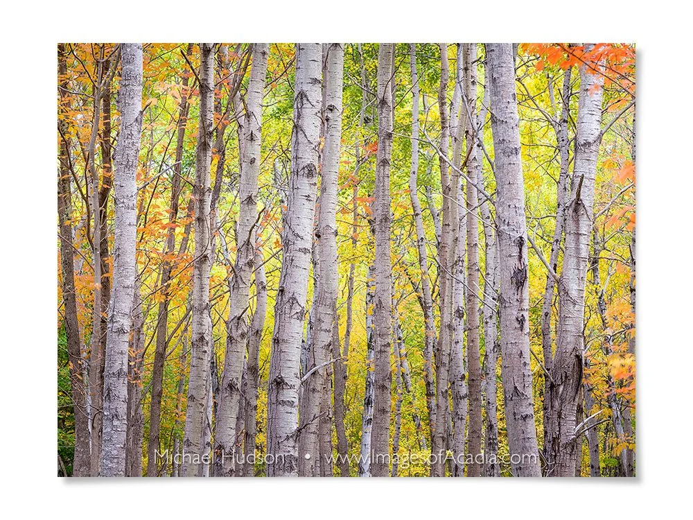 Woods near the Great Meadow, Acadia National Park, Maine, USA