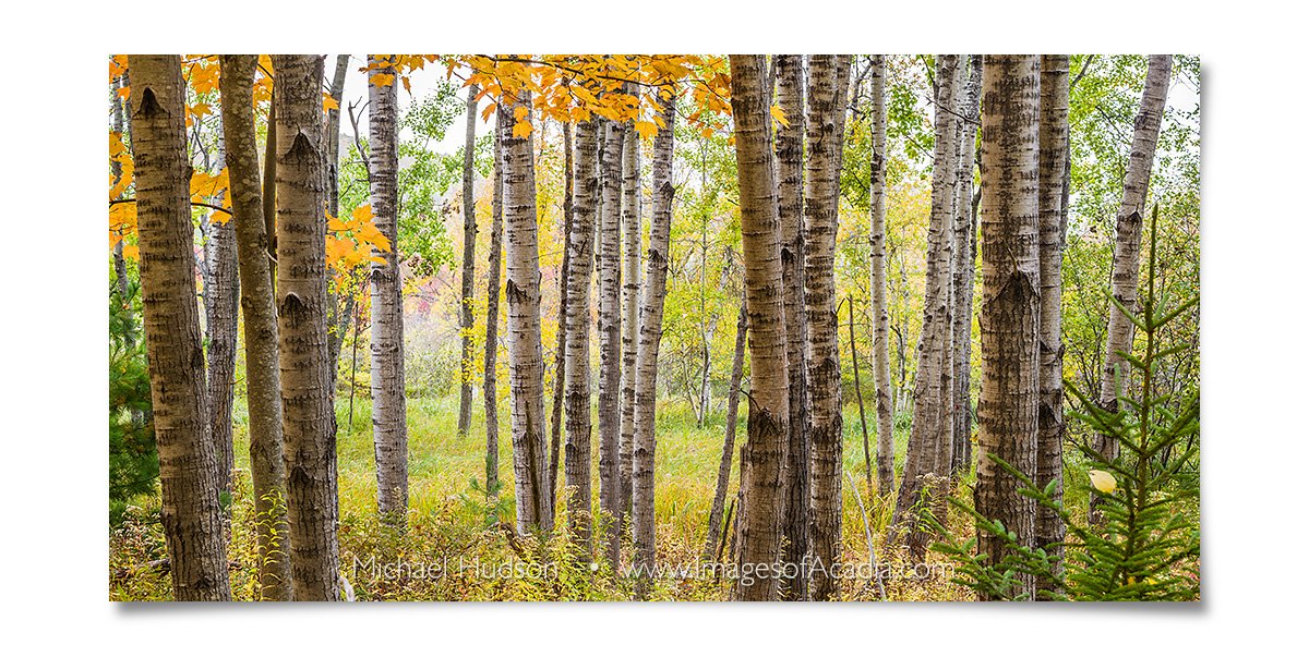 Woods near the Great Meadow, Acadia National Park, Maine, USA