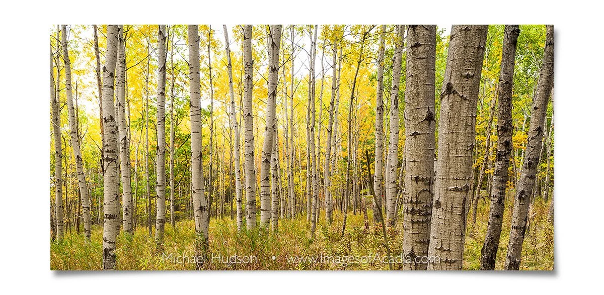 Woods near the Great Meadow, Acadia National Park, Maine, USA