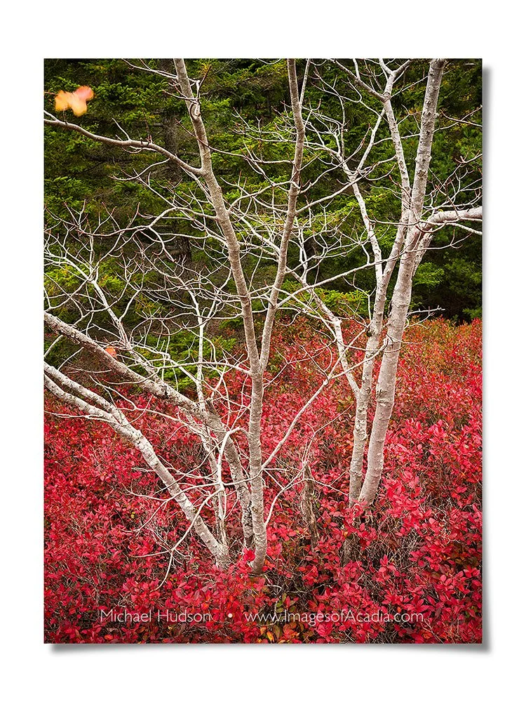 White trunks among wild blueberry plants, Acadia National Park, 